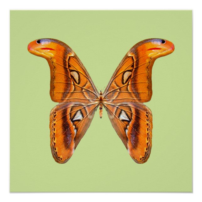 Poster Papillon Atlas Aile Dorée (Devant)