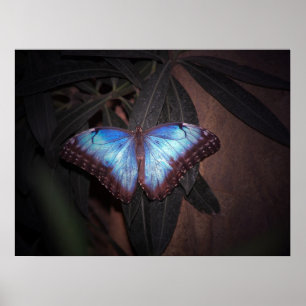 Poster Papillon bleu commun