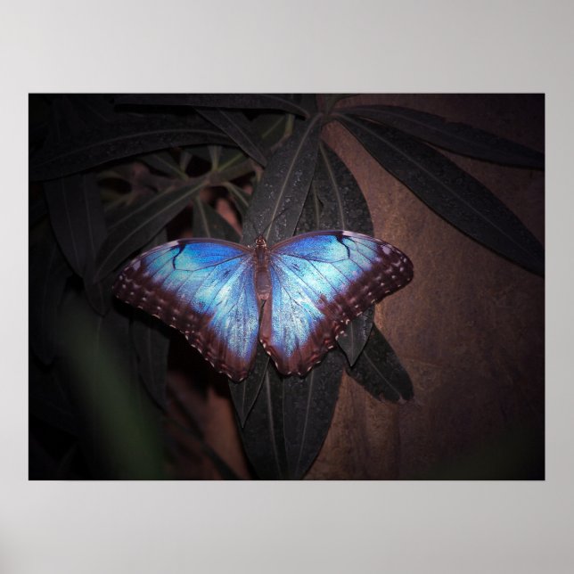 Poster Papillon bleu commun (Devant)