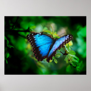 Poster Papillon bleu de Morpho