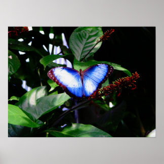 Poster Papillon bleu Morpho