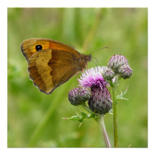 Poster Papillon Brown de prairie
