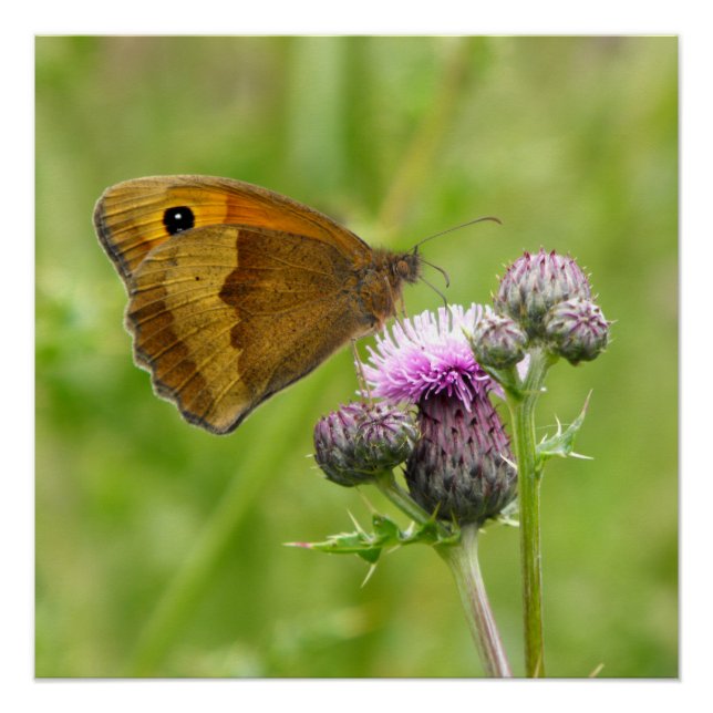 Poster Papillon Brown de prairie (Devant)