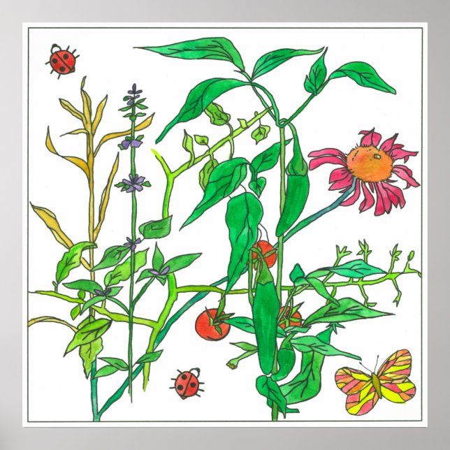 Poster Papillon de coccinelle Plante de jardin (Devant)