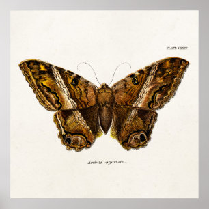 Poster Papillon de Modèle de papillon de papillon fuzzy B