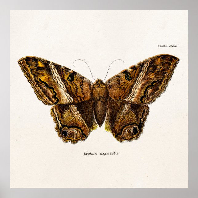 Poster Papillon de Modèle de papillon de papillon fuzzy B (Devant)