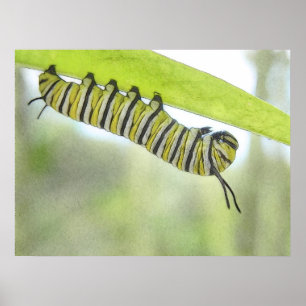 Poster Papillon de monarque Caterpillar explorant un