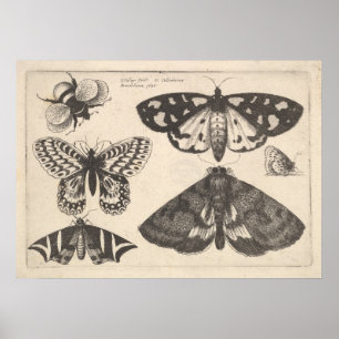 Poster Papillon de papillon de papillon vintage de papill