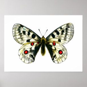 Poster papillon de Parnassius apollo