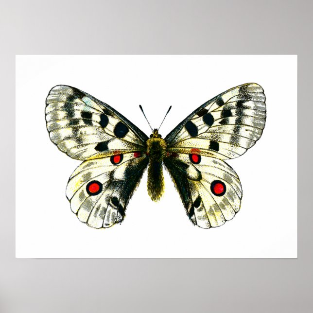 Poster papillon de Parnassius apollo (Devant)