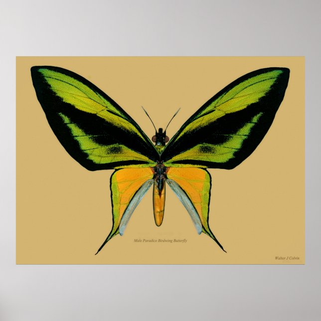 Poster Papillon d'oiseau de paradis masculin (Devant)