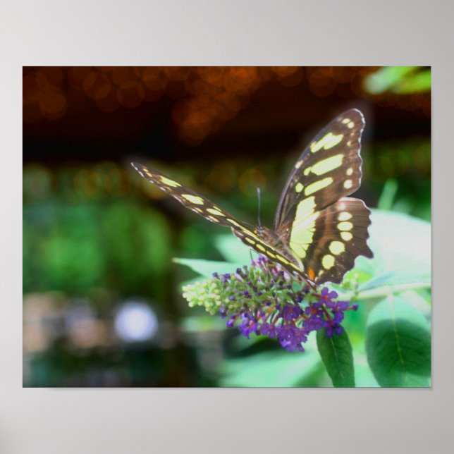 Poster Papillon Dreamy Sur La Nature Fleur (Devant)