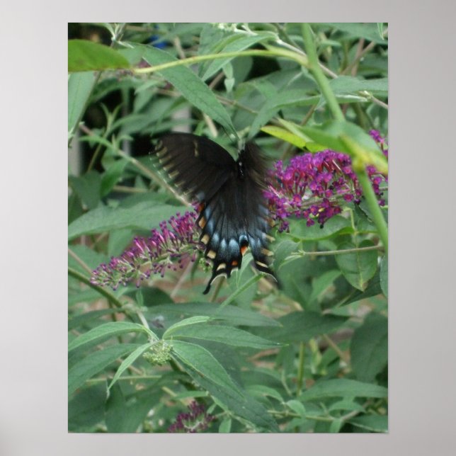 Poster Papillon en mouvement Poster/Imprimer Bordé (Devant)