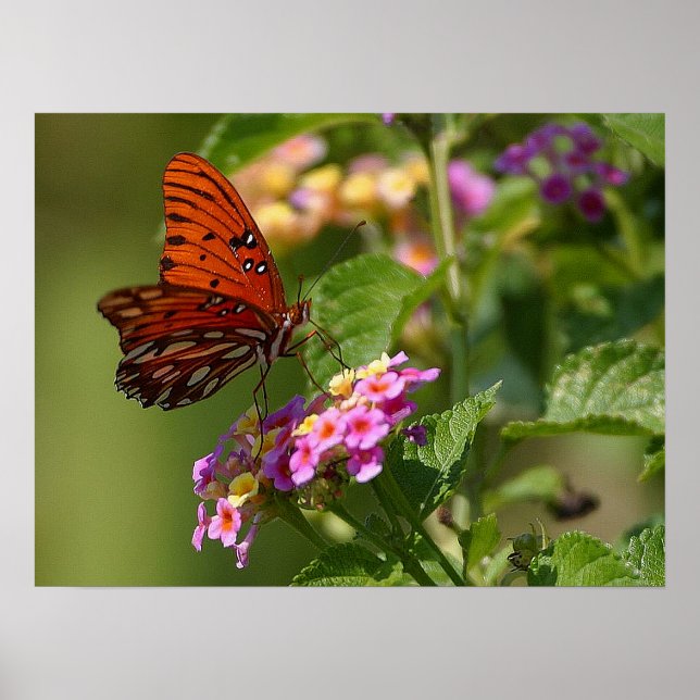 Poster Papillon et Lantana (Devant)