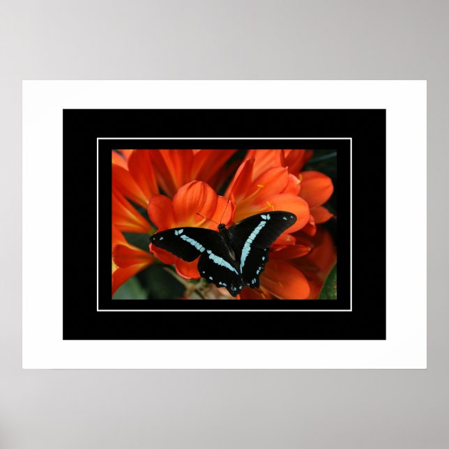 Poster Papillon/Fleurs (Devant)