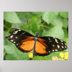 Poster Papillon long tigre