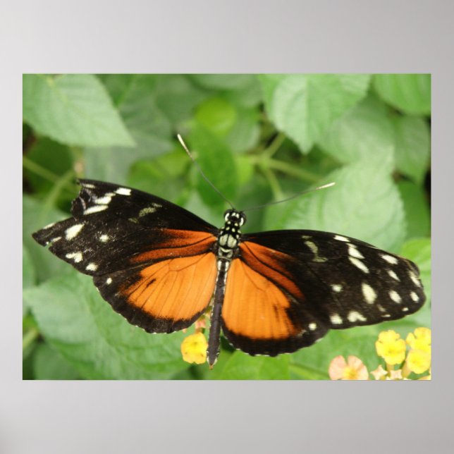 Poster Papillon long tigre (Devant)