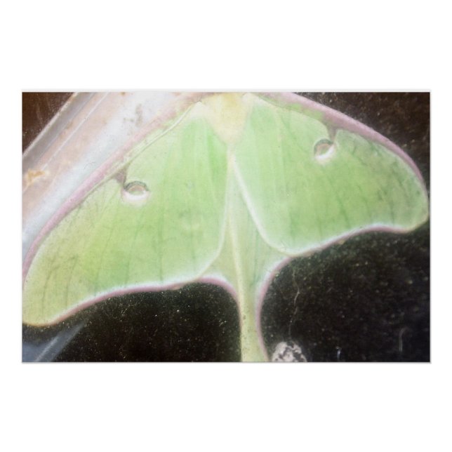 Poster Papillon lune en gros plan (Devant)
