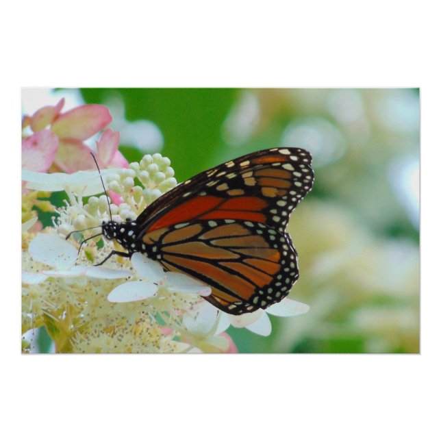 Poster Papillon monarque (Devant)