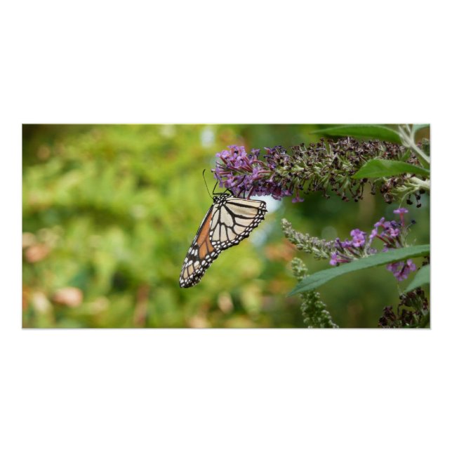 Poster Papillon Monarque sur papillon pourpre Bush (Devant)