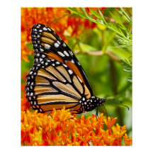 Papillon monarque sur un buddleia