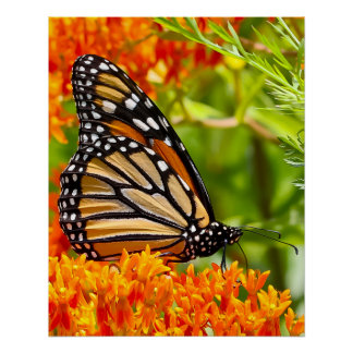 Poster Papillon monarque sur un buddleia
