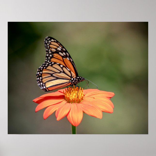 Poster Papillon Monarque sur une fleur d'orange (Devant)