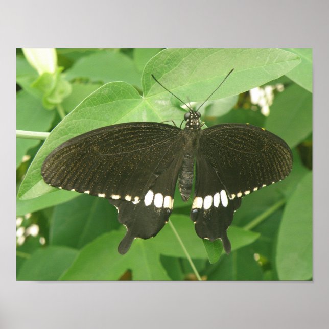 Poster Papillon Mormon Commun Imprimé (Devant)