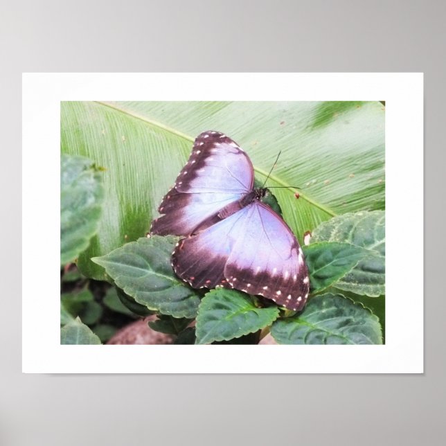 Poster Papillon morpho bleu (Devant)