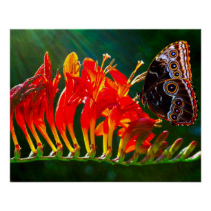 Poster Papillon morpho bleu sur des fleurs de Crocosmia L