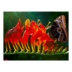 Poster Papillon morpho bleu sur fleurs de Crocosmia Lucif
