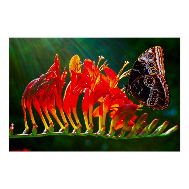 Poster Papillon morpho bleu sur fleurs de Crocosmia Lucif (Devant)