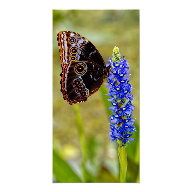 Poster Papillon morpho bleu sur une orchidée de marais (Devant)