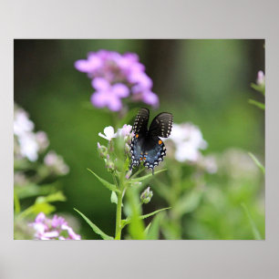 Poster Papillon noir