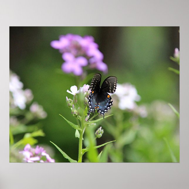 Poster Papillon noir (Devant)