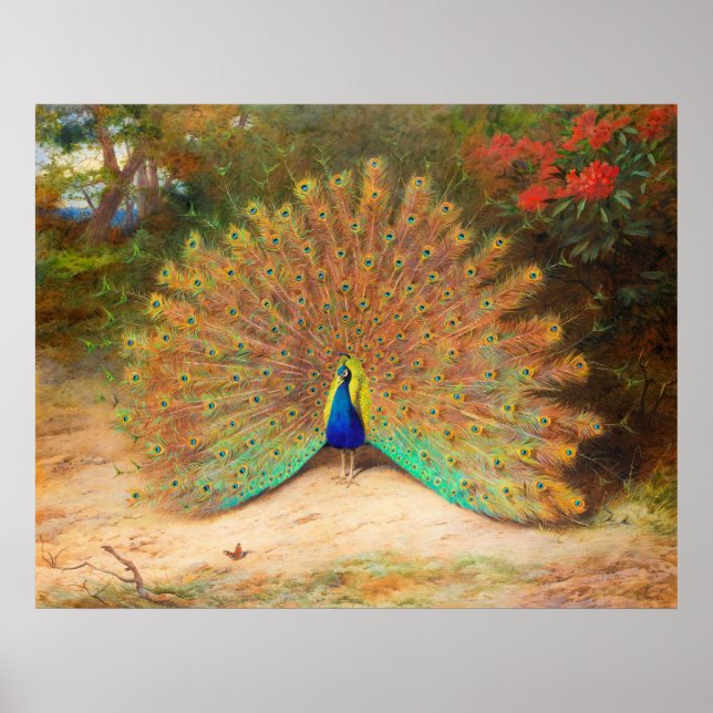 Poster Papillon Peacock et Peacock (Devant)