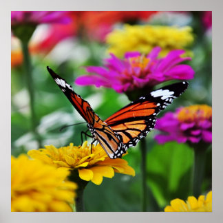 Poster papillon sur fleur