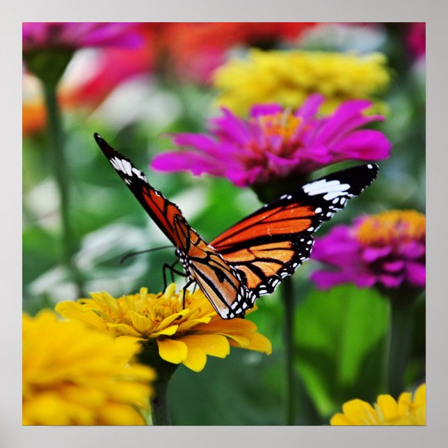 Poster papillon sur fleur (Devant)