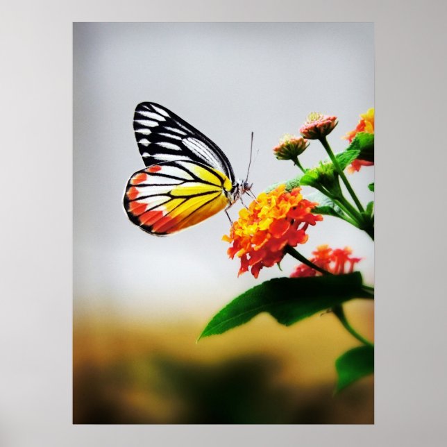 Poster Papillon sur fleur (Devant)
