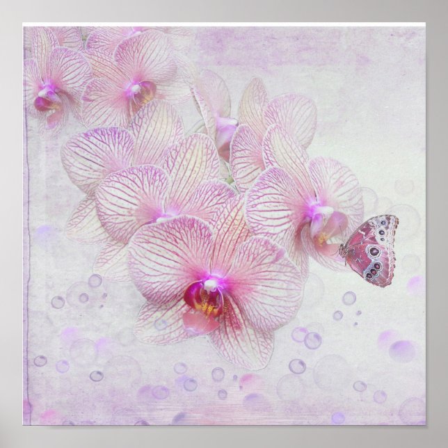 Poster Papillon sur fleurs d'orchidée (Devant)