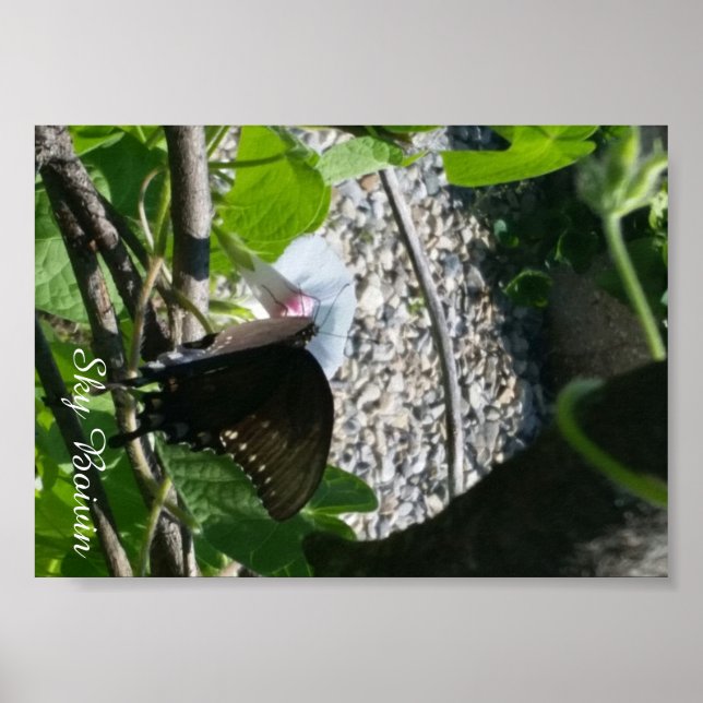 Poster papillon sur la gloire matinale (Devant)