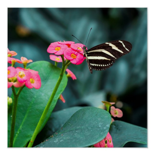 Poster Papillon sur photographie de fleur rose (Devant)