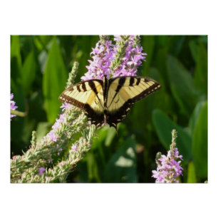 Poster Papillon Swallowtail sur Fleurs sauvages pourpres