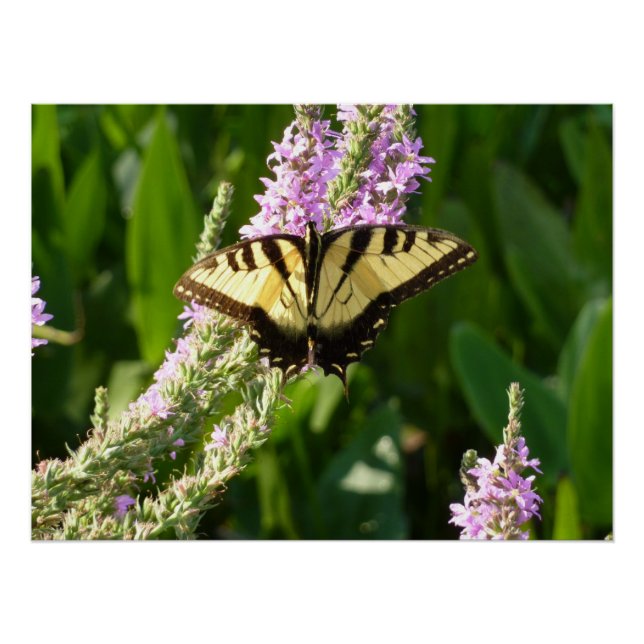 Poster Papillon Swallowtail sur Fleurs sauvages pourpres (Devant)