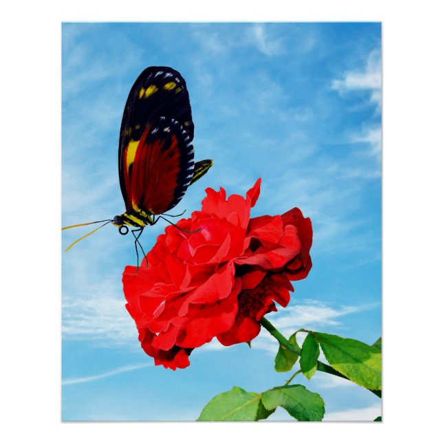 Poster Papillon Tiger longwing pollinisant une rose Don J (Devant)