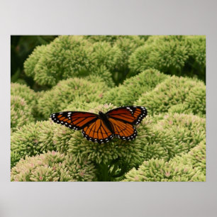 Poster Papillon Viceroy Belle photographie de la nature