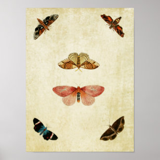 Poster Papillon vintage 107
