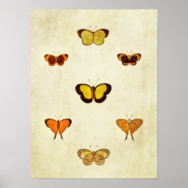 Poster Papillon vintage 331 (Devant)