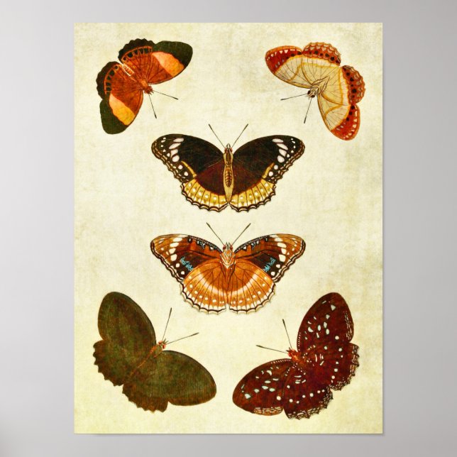 Poster Papillon vintage 349 (Devant)