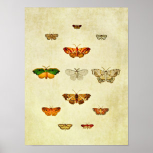 Poster Papillon vintage 360